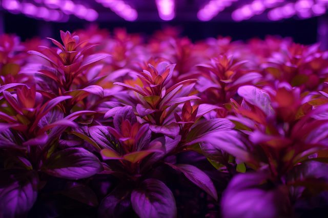 LED para Cultivo Indoor: O Segredo das Colheitas Abundantes